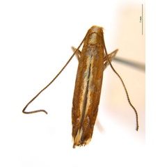 /filer/webapps/moths_gc/media/images/G/gunniella_Neurostrota_A165_ANIC.jpg
