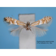 /filer/webapps/moths_gc/media/images/S/similis_Phyllonorycter_HT_EIHU.jpg