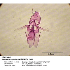 /filer/webapps/moths_gc/media/images/T/trizosterata_Cameraria_GM_HT_5877_EIHU.jpg