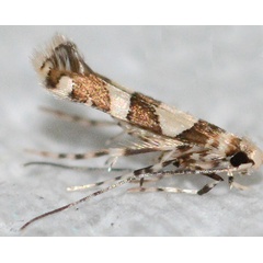 /filer/webapps/moths_gc/media/images/M/malvavisci_Telamoptilia_HTc_Eiseman-etal_2025_704.jpg