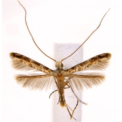 /filer/webapps/moths_gc/media/images/C/cornuta_Diphtheroptilia_PT1_ANIC.jpg