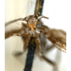 /filer/webapps/moths_gc/media/images/A/acares_Aristaea_ST6_head_ANIC.jpg