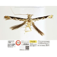/filer/webapps/moths_gc/media/images/L/litchiella_Conopomorpha_HT_BMNH_1402090.jpg