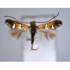 /filer/webapps/moths_gc/media/images/P/pygmaea_Phyllonorycter_A_EIHU.jpg