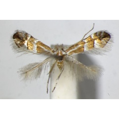 /filer/webapps/moths_gc/media/images/W/watanabei_Phyllonorycter_PT_ZSM.jpg