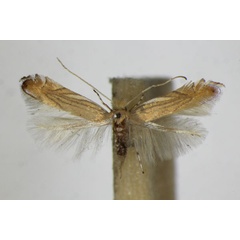 /filer/webapps/moths_gc/media/images/P/parisiella_Phyllonorycter_A_ZSM_2.jpg