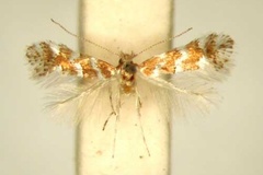 Phyllonorycter encaeria