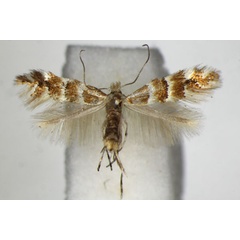/filer/webapps/moths_gc/media/images/E/emberizaepennella_Phyllonorycter_A_ZSM.jpg