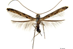 Diphtheroptila glochidia