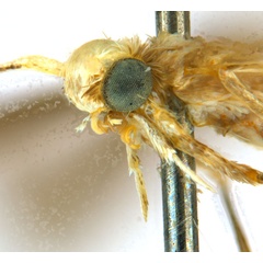 /filer/webapps/moths_gc/media/images/G/glochidia_Diphtheroptila_PT13_head2_ANIC.jpg