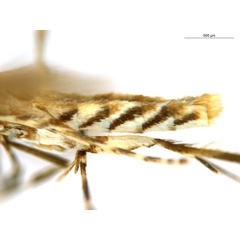 /filer/webapps/moths_gc/media/images/C/cornuta_Diphtheroptilia_PT1_abdomen_ANIC.jpg