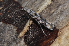 Conopomorphina aptata