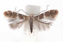 Phyllonorycter hibiscina