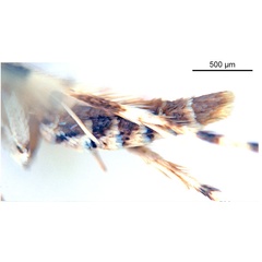 /filer/webapps/moths_gc/media/images/L/lambertiae_Gibbovalva_HT_abdomen_De-Prins-etal_2025_270.jpg