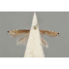 /filer/webapps/moths_gc/media/images/E/ephimera_Phyllocnistis_ST_ANIC31-076545_ventral.jpg