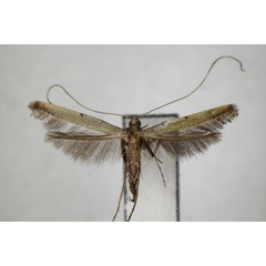 /filer/webapps/moths_gc/media/images/P/protiella_elongata_Caloptilia_A_ZSM.jpg