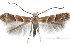 Cameraria cotinivora