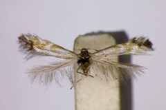 Phyllonorycter joannisella