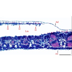 /filer/webapps/moths_gc/media/images/U/universitaria_Vallissiana_histol-section_Pereira-et-al_2019_155_B.jpg