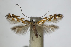 Aristaea pavoniella