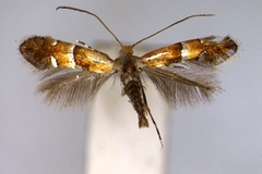 Phyllonorycter cinctata