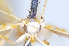 Cuphodes maculosa