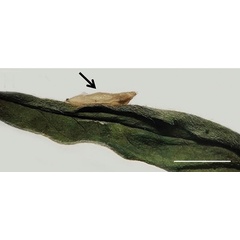 /filer/webapps/moths_gc/media/images/B/baranchikovi_Micrurapteryx_Cocoon2__Kirichenko-et-al_2021_147.jpg