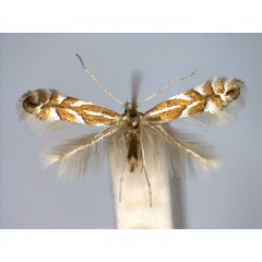 /filer/webapps/moths_gc/media/images/C/coryli_Phyllonorycter_A_EIHU.jpg