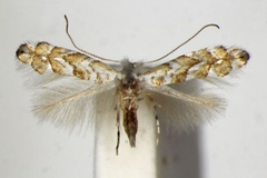 Triberta cistifoliella