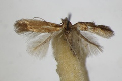 Phyllonorycter adenocarpi