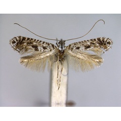 /filer/webapps/moths_gc/media/images/A/ampliatella_Parornix_A_EIHU.jpg