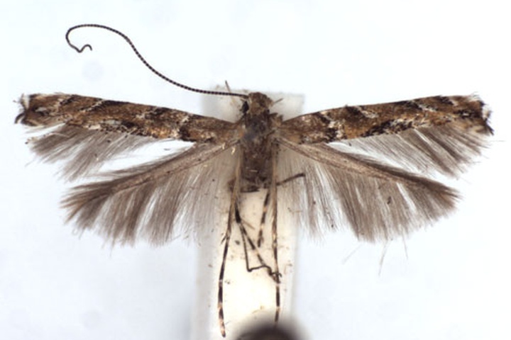 /filer/webapps/moths_gc/media/images/B/brongniardella_Acrocercops_A_WJDP.jpg
