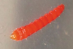 Phodoryctis caerulea