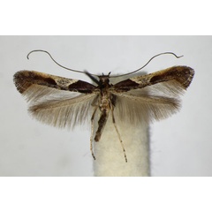 /filer/webapps/moths_gc/media/images/F/fidella_Caloptilia_A_ZSM_8.jpg