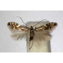 /filer/webapps/moths_gc/media/images/A/alpina_Phyllonorycter_A_ZSM_3.jpg