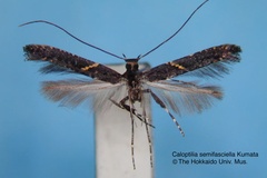 Caloptilia semifasciella