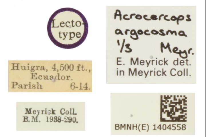 /filer/webapps/moths_gc/media/images/A/argocosma_Acrocercops_ST_1404558_BMNH_Labels.jpg