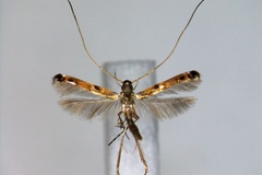 Chrysocercops malayana