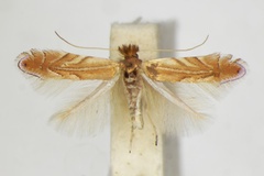 Phyllonorycter cerris