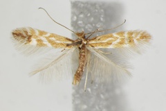 Phyllonorycter baldensis