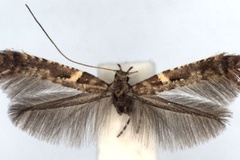 Caloptilia jurateae