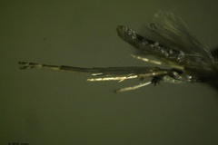 Caloptilia camaronae