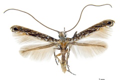 Crotona kakadu