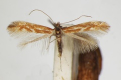 Phyllonorycter staintoniella