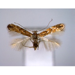 /filer/webapps/moths_gc/media/images/T/tenebriosa_Phyllonorycter_A_EIHU.jpg