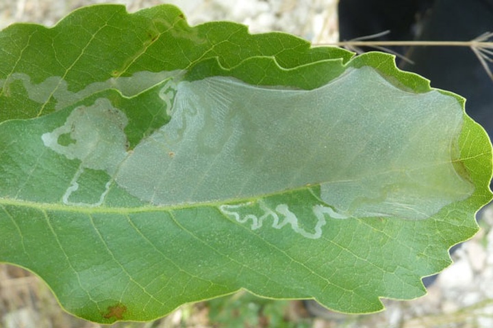 /filer/webapps/moths_gc/media/images/B/brongniardella_Acrocercops_mine_2.jpg