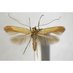 /filer/webapps/moths_gc/media/images/G/glycyrrhizae_Caloptilia_PT_ZSM_4.jpg