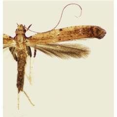 /filer/webapps/moths_gc/media/images/S/schinusifoliae_Caloptilia_PT_Davis et al_2011_67.jpg
