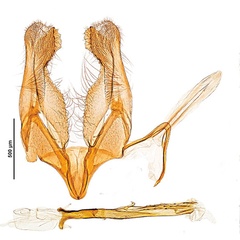 /filer/webapps/moths_gc/media/images/S/salicifoliella_Micrurapteryx_GM_Kirichenko-et-al_.2016_115.jpg