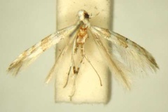 Spulerina aphanosema